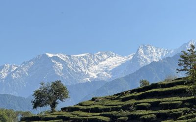 Welcome to SHAPE: A Journey to Peak Performance