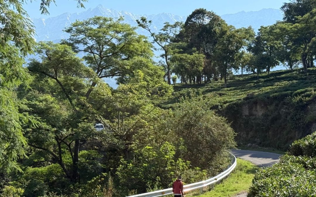 Altitude, Adaptation, and the Mind: What Happens When You Train in the Mountains