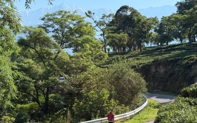 Altitude, Adaptation, and the Mind: What Happens When You Train in the Mountains