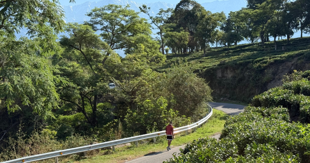 Tea garden in Dharamshala